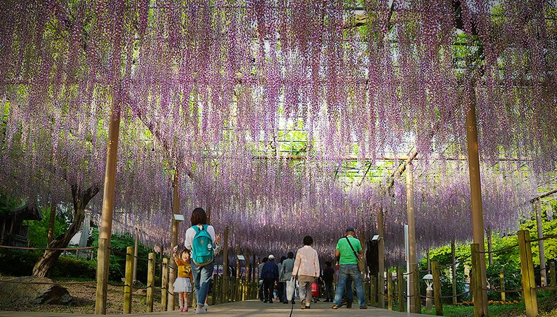 Konan Wisteria Festival