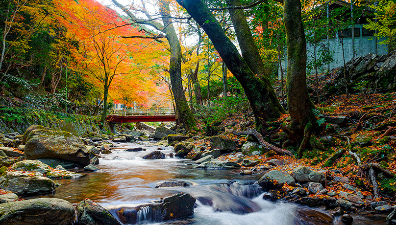 Kuragari Gorge Autumn Leaves Festival