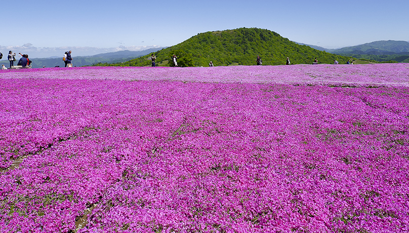 茶臼山高原 芝櫻節